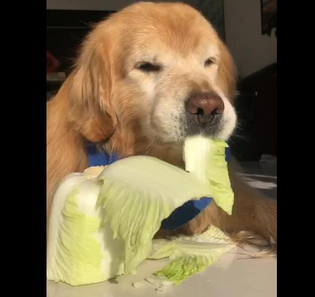 狗狗天天吃白菜做饭,拒绝吃肉食,也拒绝吃狗粮!