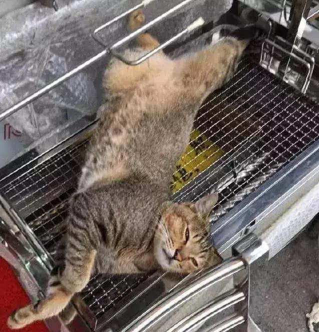 猫咪跳上烧烤架死活不肯下来,主人欲哭无泪,路人烤全猫咋卖的?