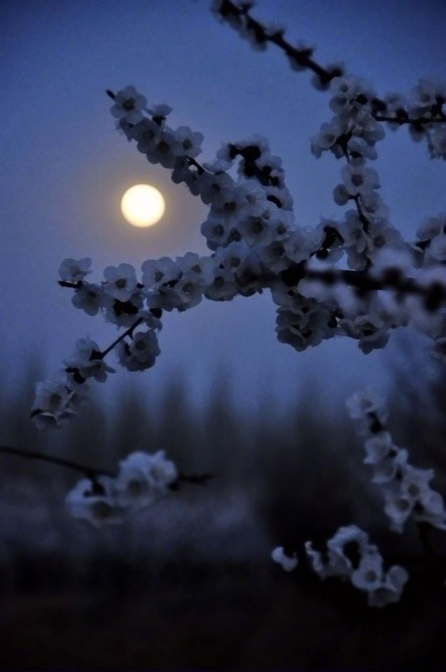 独酌寒月下对影暗成殇