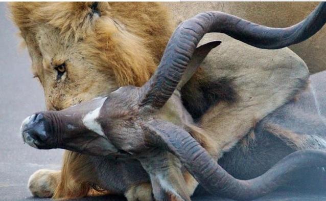 两凶猛狮子饿了,竟然直接当这么多人的面,疯狂捕食!