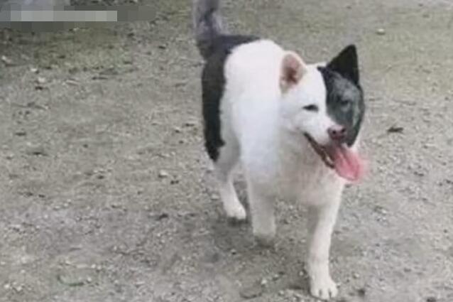 中华田园犬出现阴阳脸宠物店老板愿出3万元买回家