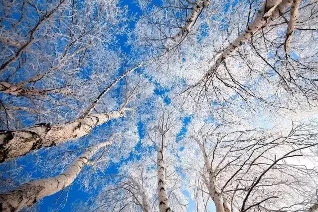 她是冬日里的宠儿 摄影达人最爱去的地方