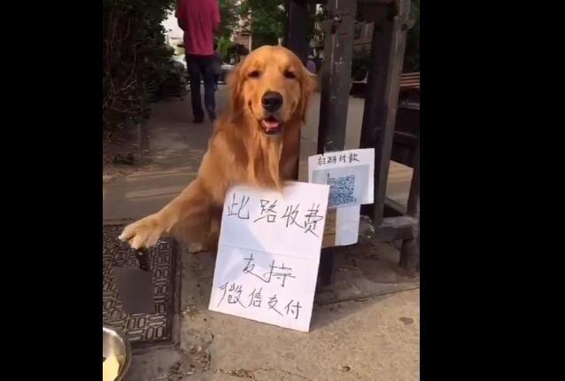 狗狗在小区收保护费手握菜刀威慑做强盗的行为