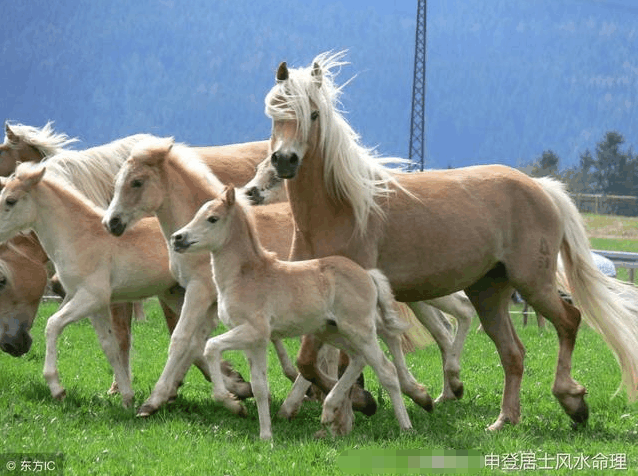 生肖婚姻配对 属马和属兔的相配吗?