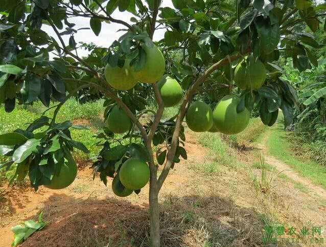 农业种植:沙田柚果树栽培技术及管理