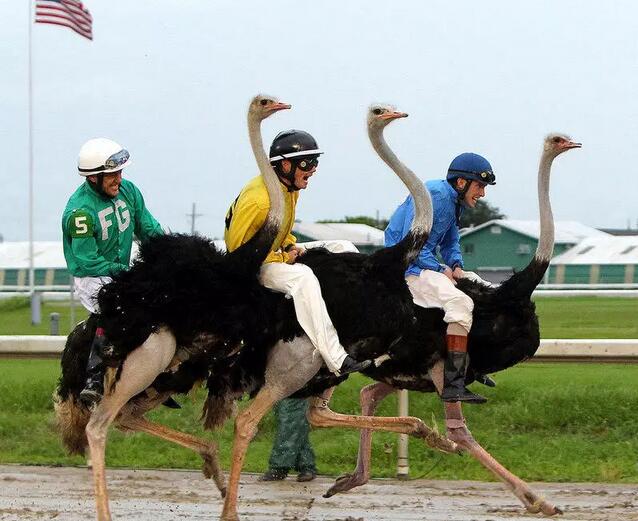 实拍:骑鸟大赛,美国人真会玩