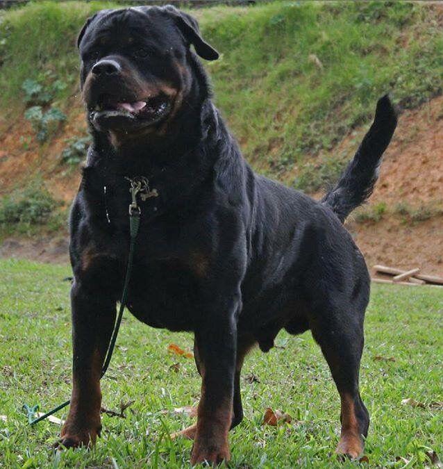 被誉为世界第一防暴犬的罗威纳,带他回家的十大理由!|世界第一|防暴犬