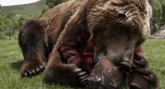 年过七旬的老人养头大灰熊,喜欢和它玩吃人游戏!