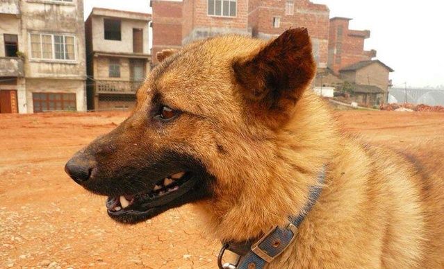 请不要叫它们土狗，请叫它们中华田园犬！