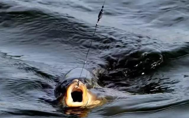 放长线钓大鱼,在小鱼群中钓到大鱼,钓鱼人必知