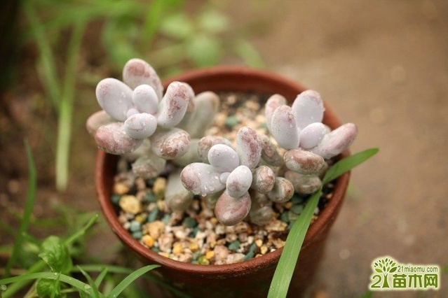 多肉植物种植用什么土好 17种多肉用土推荐