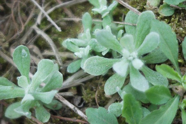 路边的一颗野草是糖尿病的克星挖回家煮水喝可降血糖