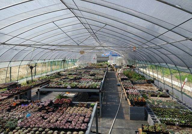 多肉植物为什么需要大棚 大棚能让多肉植物快速长大?