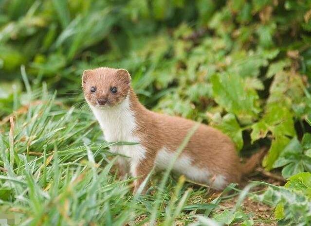 黄鼠狼的臭屁竟被用在制作食品上,你也可能吃过!