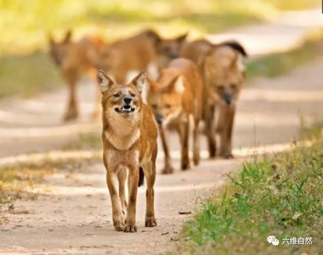 狗年说最强大的犬科,豺有代虎之意!