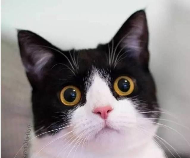 穿着一身黑白毛衣,奶牛猫们看起来似乎都帅帅的