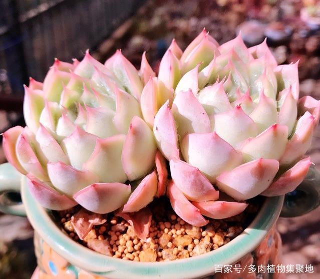 用沙子来养多肉植物,偶尔采用浸盆的方式,多肉