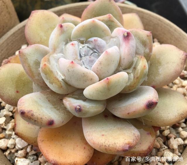 用沙子来养多肉植物,偶尔采用浸盆的方式,多肉