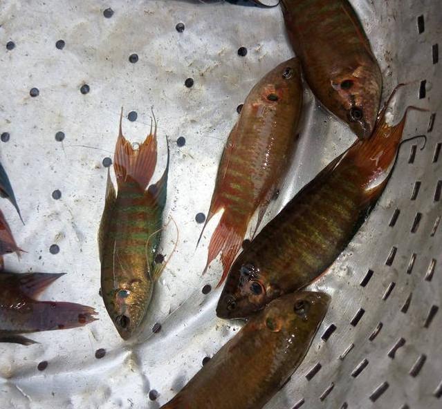 小时候在农村溪流中常捉的鱼, 你还有印象吗? 不知你那叫它什么