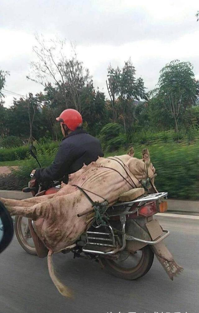 高手在民间!重庆某男子骑摩托车载猪"上街"