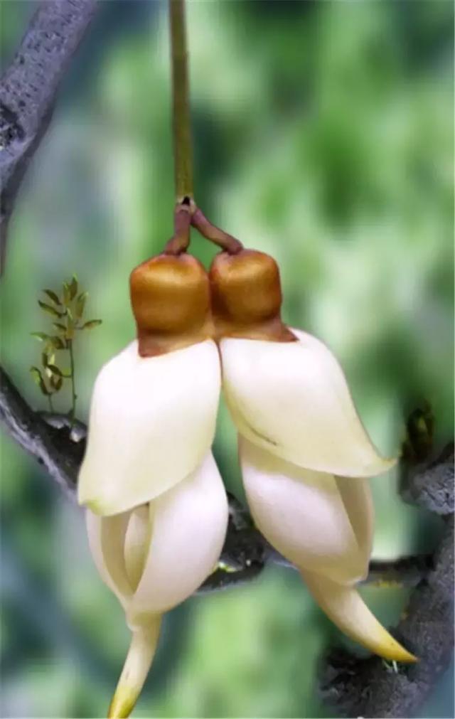 最漂亮的夫妻花,你肯定没见过,太美了!