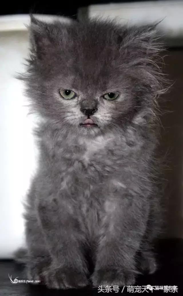 猫炸毛表情包图片