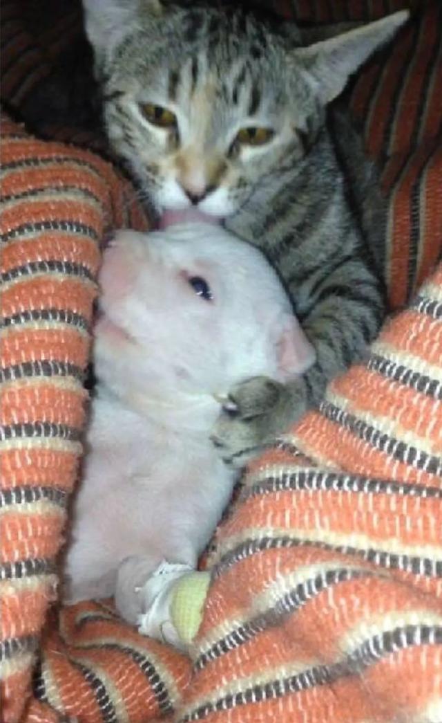 而猫咪也像是对待自己的孩子一样,每天抱一抱,舔一舔,对待这只小奶狗