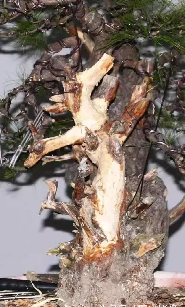 赤松盆景的舍利制作,名师示范,有板有眼,不想学学