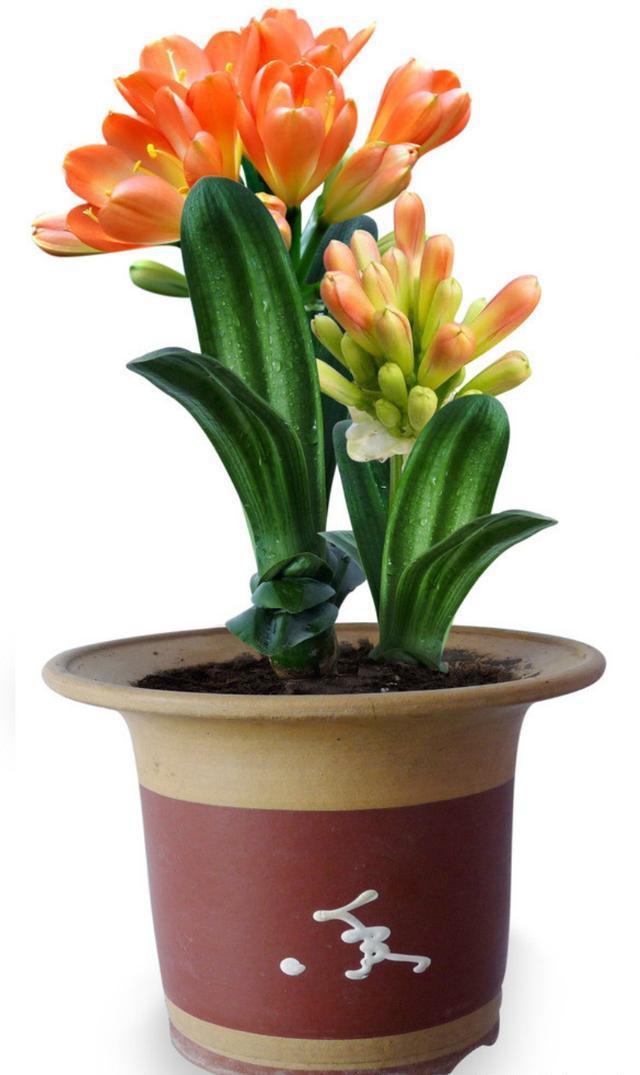 君子兰,按照"二个不能,二个及时"的方法,养的比谁的都好