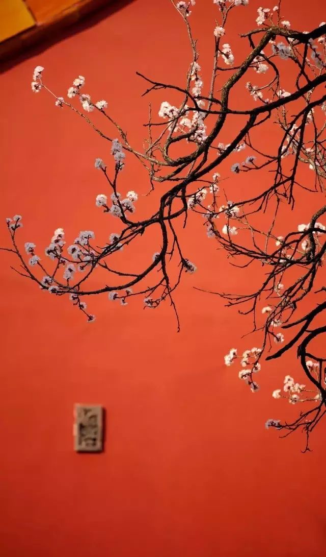 春天的北京有一道风景叫:春天的故宫