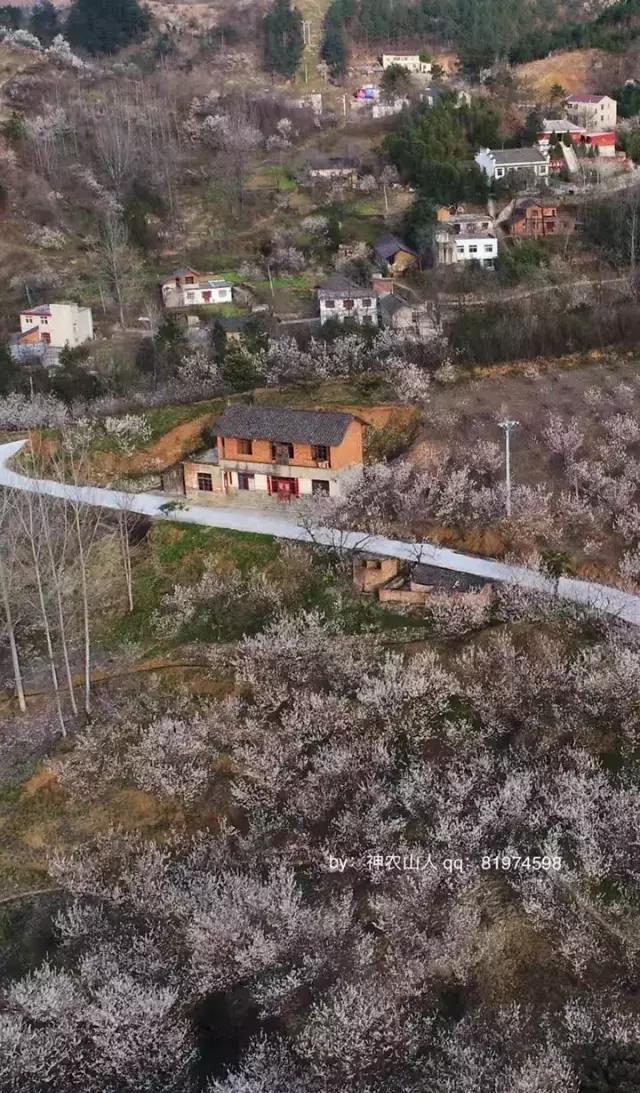 3月4日,房县首届樱桃花节暨第二届草莓采摘节在房县八里村庐陵王樱桃