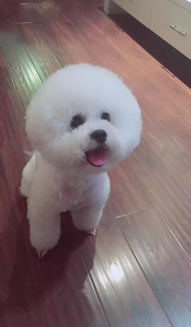 关于卷毛比熊犬