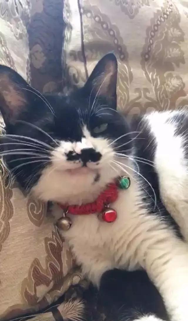 你见过最丑的猫是什么模样