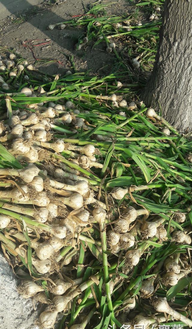 蒜农200元请人收获大蒜,苍山大蒜遭遇气蒜减产