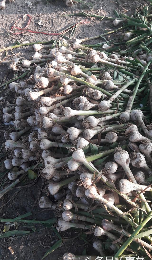 蒜农200元请人收获大蒜,苍山大蒜遭遇气蒜减产