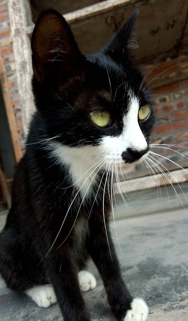 极致黑猫,喜欢你就是一辈子「猫咪壁纸」