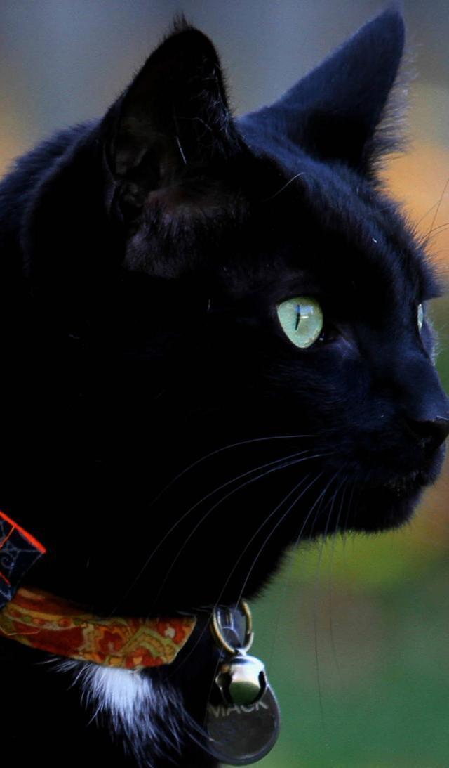 极致黑猫,喜欢你就是一辈子「猫咪壁纸」