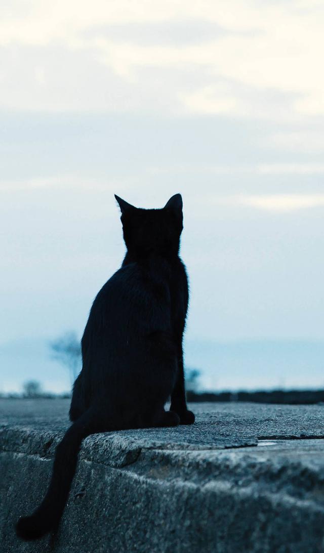 极致黑猫,喜欢你就是一辈子「猫咪壁纸」