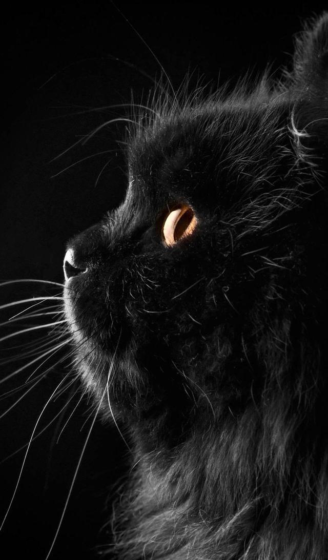 极致黑猫,喜欢你就是一辈子「猫咪壁纸」