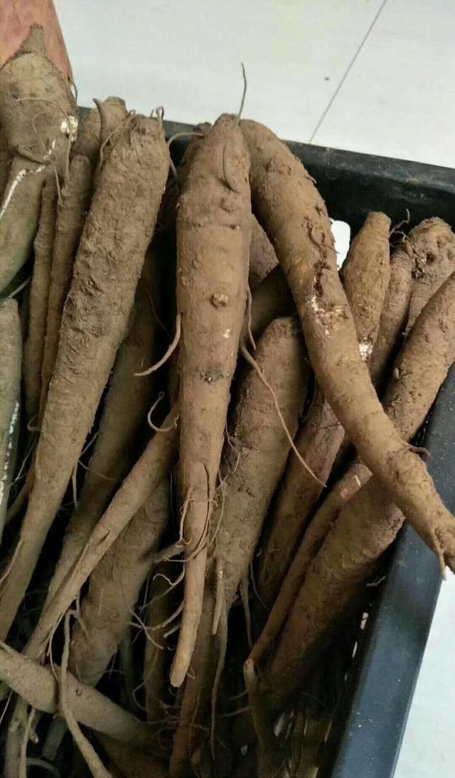 现挖野生当归,冬季进补美食