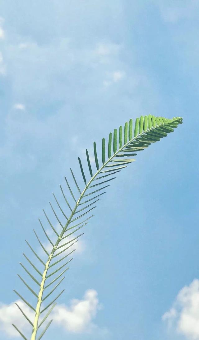 适合夏天的小清新壁纸