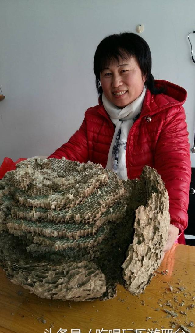 厉害了我的沙河市发现特大野生马蜂窝