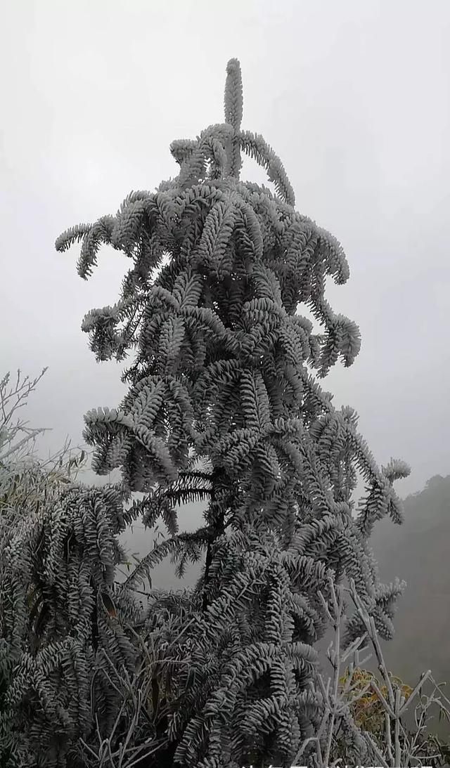 松枝凝霜挂雪,戴玉披银.一棵棵松树好似座座松塔布满山间峭壁.