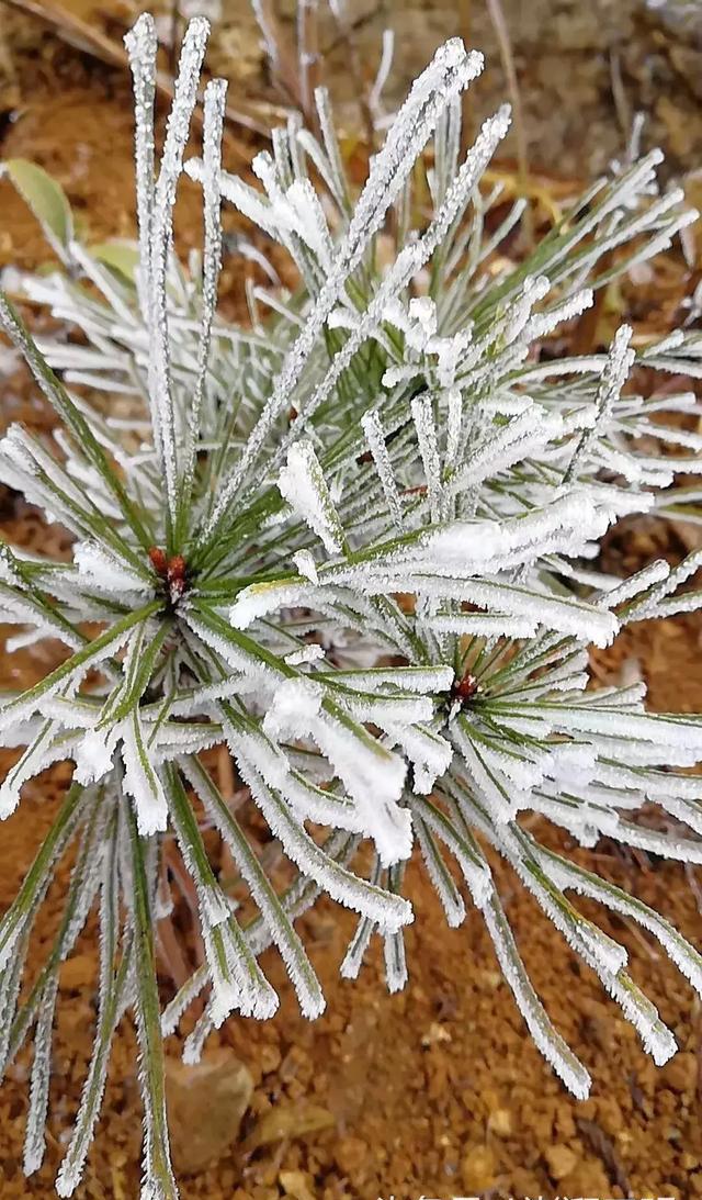 美爆了尤溪最高峰雾凇美景冰雪如画宛若仙境