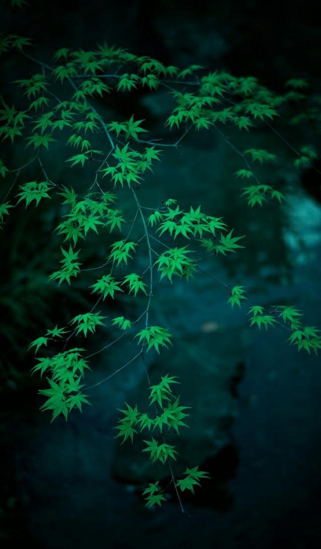 壁纸路透社oppor11s精选hd超清原图壁纸合集