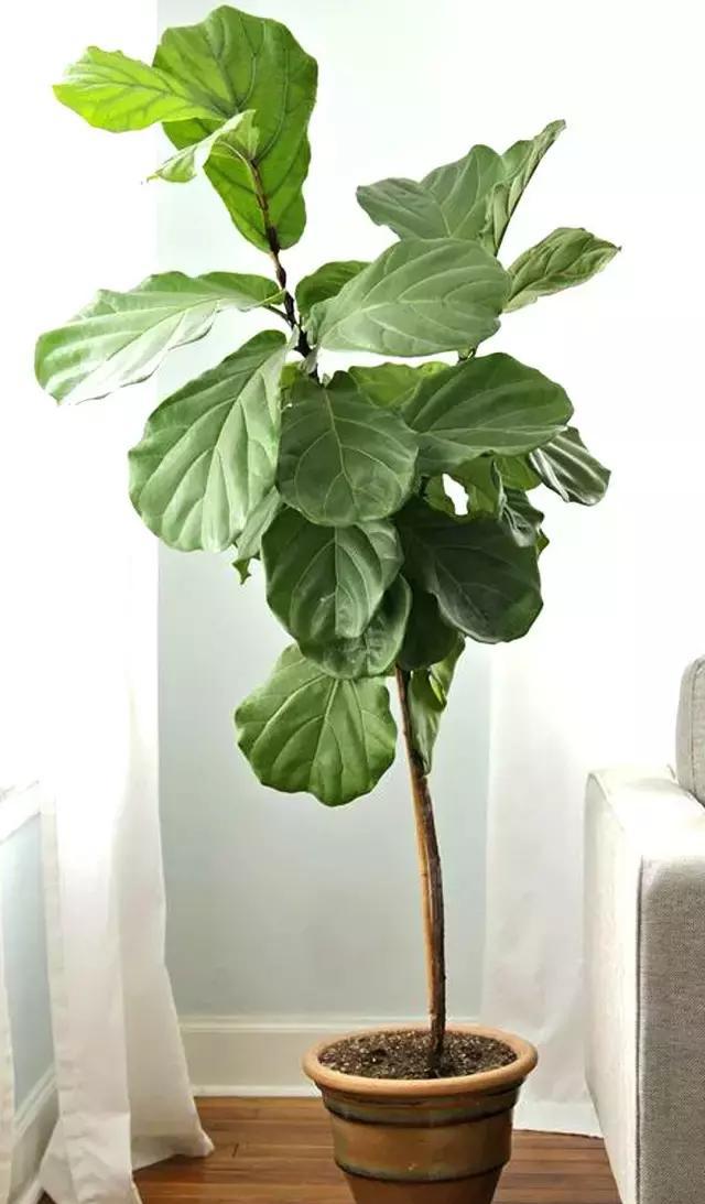琴叶榕ficus pandurata hance从小见惯仙人掌的你也许对仙人掌嗤之以