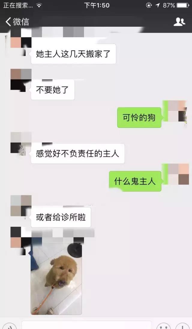 在中国,有2000万人在假装爱狗