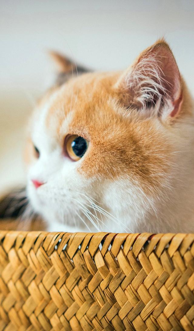 猫星人萌萌美猫图片手机壁纸