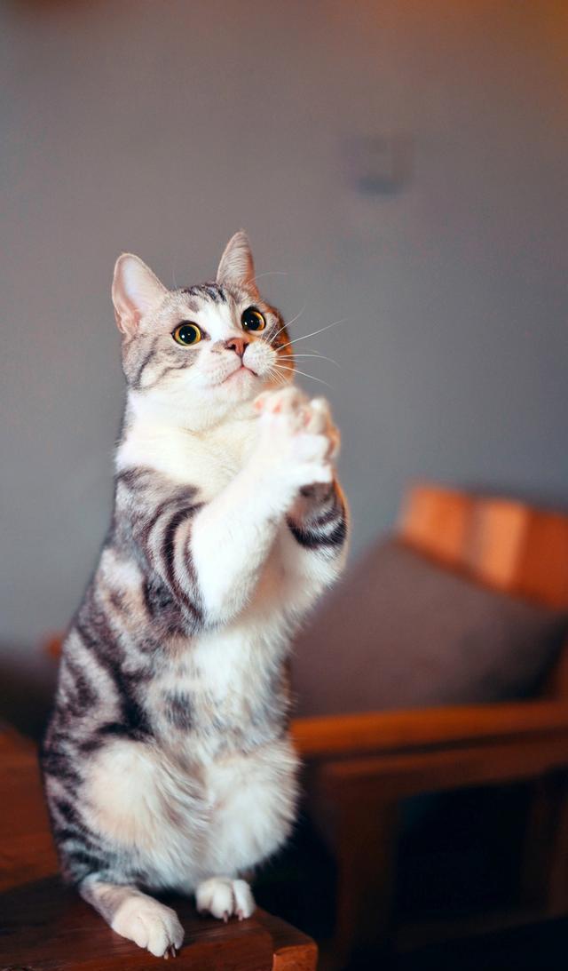 猫星人萌萌美猫图片手机壁纸