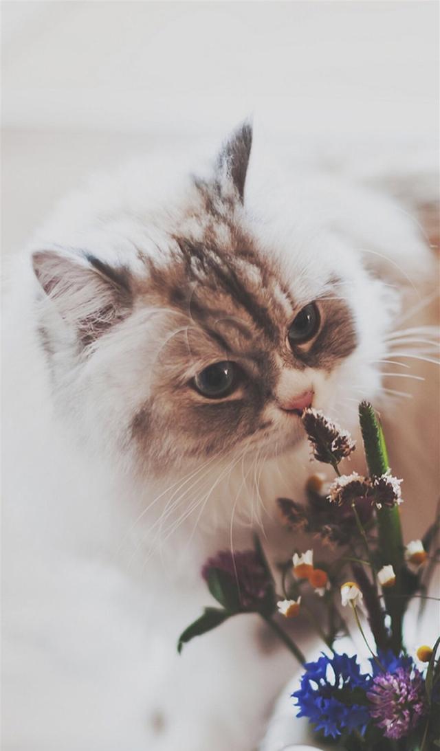 猫星人萌萌美猫图片手机壁纸